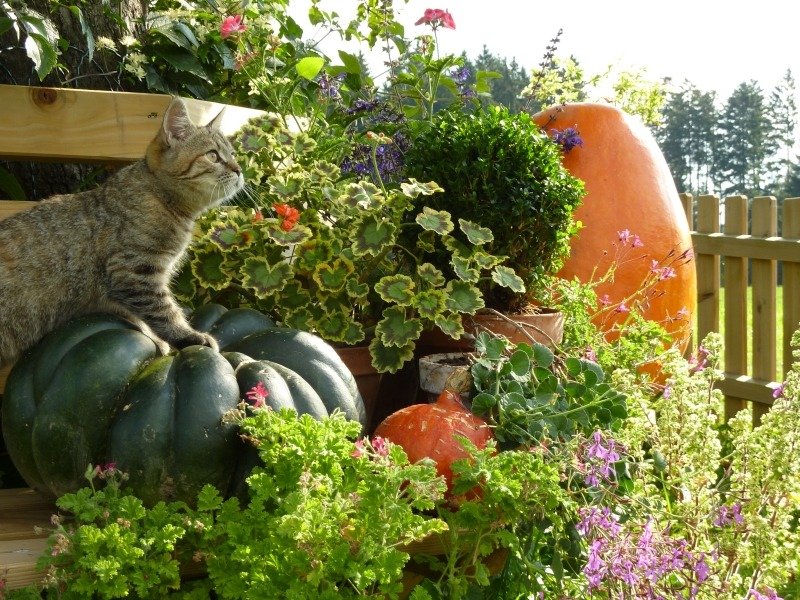 Декоративный огород на приусадебном участке