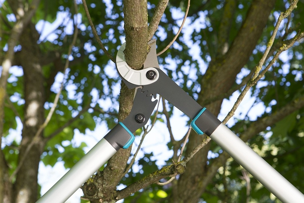 Осенняя обрезка в саду: правила и инструменты