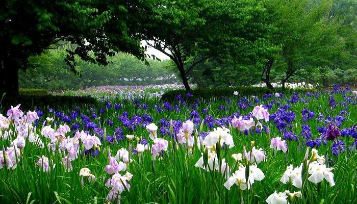 Моносад — сад одного цветка, какой он?