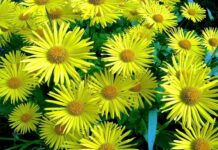 Желтые садовые цветы в саду: лучшие многолетние и однолетние с названиями и фото