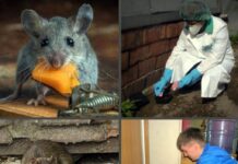 Зачем нужно проводить уничтожение мышей в доме?