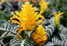 Цветок Афеляндра — уход и размножение в домашних условиях