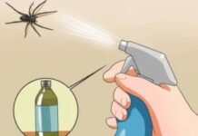 Методы избавления от пауков в доме