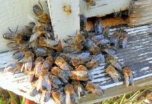 Как избавиться от трутней в пчелиной семье?