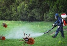 Уничтожение клещей на загородном участке: необходимость для всех дачников, которые собираются проживать за городом