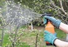 Обработка сада от вредителей и болезней по сезонам