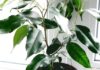 Фикус Бенджамина Даниэль: уход и размножение в домашних условиях