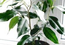 Фикус Бенджамина Даниэль: уход и размножение в домашних условиях
