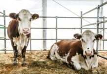 Животноводство в России: положение отрасти и перспективы развития