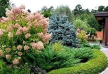 Декоративные кустарники для дачного участка: неотъемлемое требование садового дизайна