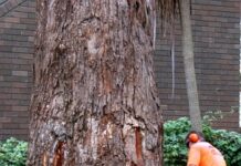 Как правильно осуществить спил деревьев?