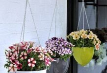 Особенности выбора кашпо