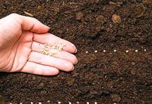 Правила посева томатов семенами в открытый грунт