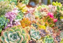 Уход за суккулентами:самые важные моменты