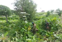 Методы борьбы с борщевиком на участке