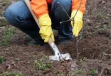 Выбор саженцев: дело чрезвычайно важное и очень ответственное