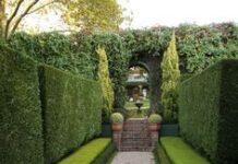 Живая изгородь: зеленые заборы в ландшафтном дизайне