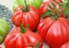 Сорта помидор