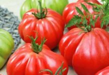 Сорта помидор