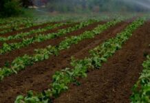 Valagro: как запрограммировать посевы на высокий урожай