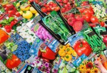 Обширный выбор семенного фонда через интернет — магазин