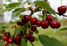 ЧТО ДОЛЖЕН ЗНАТЬ САДОВОД СРЕДНЕЙ ПОЛОСЫ О ВИШНИ ДО ЕЕ ПОСАДКЕ