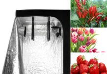 Гроутенты: новое слово в домашней гидропонике