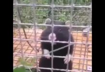 Карбыши — беда современного дачника: методы и пути решения проблемы