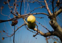 Подготовительные работы в саду к зимнему сезону