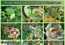 Распространенные заболевания и вредители роз