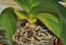 Самые распространенные заболевания комнатных орхидей