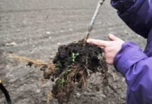 Правильный выбор плодовых саженцев