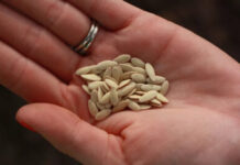 Тонкости выбора семян