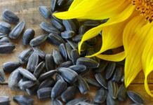 Семена подсолнечника