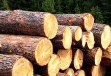 Что такое лес кругляк?