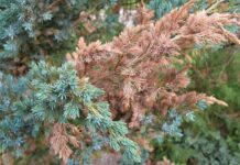 Опасные заболевания можжевельников