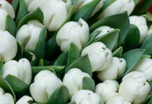 Популярные сорта тюльпанов