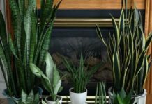 Самые популярные комнатные цветы