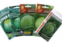 Как выбрать семена белокочанной капусты?