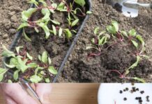 Когда сажать свеклу на рассаду в 2022 году?