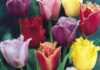 Самые популярные сорта тюльпанов