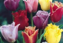Самые популярные сорта тюльпанов