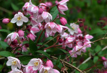 Как выбрать качественные саженцы?