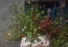 Правильный выбор цветочного горшка