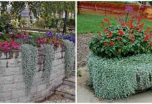 Как вырастить дихондру из семян?