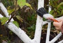 Краска для садовых деревьев: правила выбора