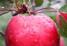 Саженцы плодовых деревьев: советы по выбору