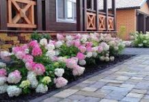 Почему стоит посадить гортензию в саду?