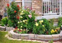 Как выбрать растения для дачного участка?