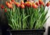 Тюльпаны – секреты выращивания, поставки, продажи